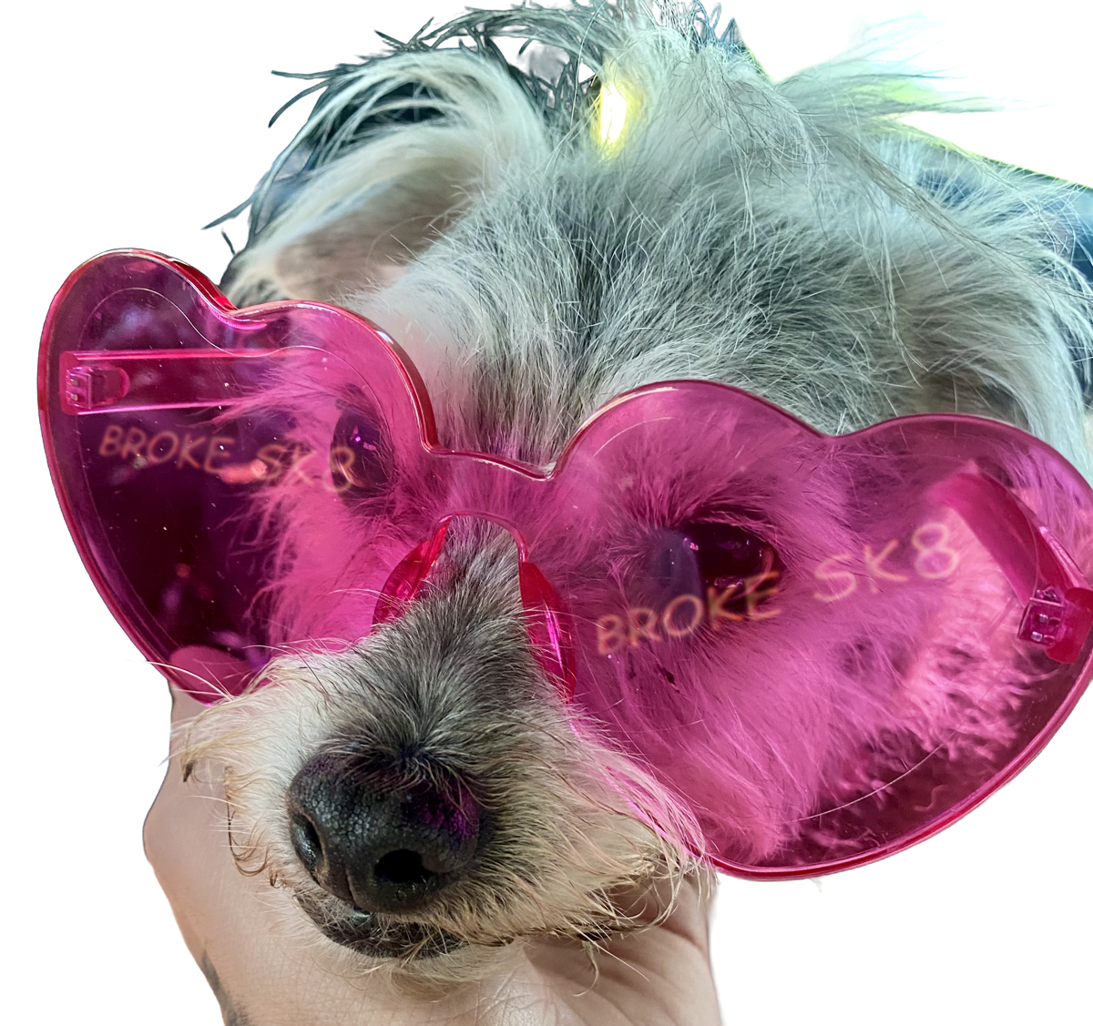 Isabella, the Broke Sk8 shop dog, wearing pink heart-shaped sunglasses and looking up at the neon sign