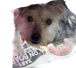 Isabella, the Broke Sk8 shop dog, wearing a custom shirt with a Baby On Board print and a red Broke Sk8 patch