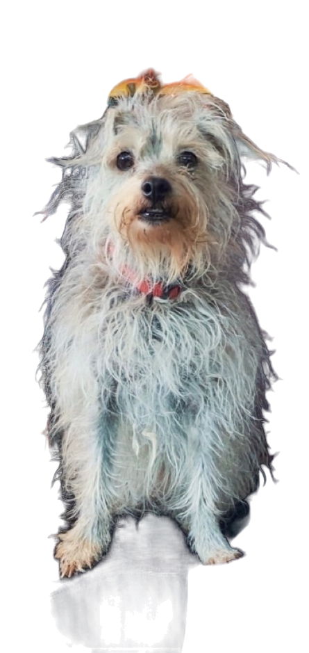 Isabella, the Broke Sk8 shop dog