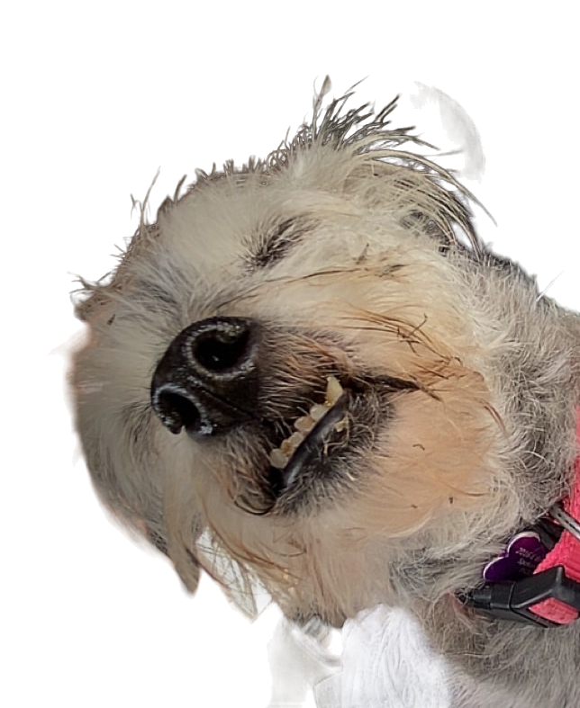 Isabella the shop dog posing