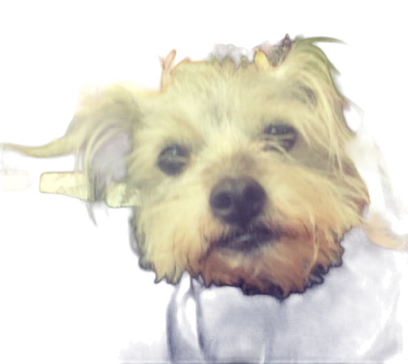 Isabella the shop dog sitting
