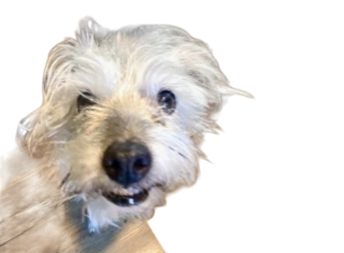 Close-up of Isabella the shop dog
